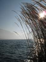 Grashalme biegen sich im kalten Wind am Genfersee.