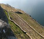 Im Lavaux hat es bis zu 40 Weinbergterrassenstufen.