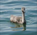 Ein Jungschwan aufgenommen am Genfer See am 02.08.08. (Jeanny)