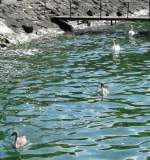 Ausflug von Familie Schwan auf dem Lac Lman fotografiert am 02.08.08.