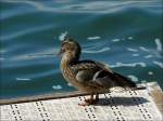 Diese Ente habe ich am 02.08.08 am Genfer See abgelichtet.