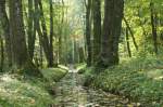 Im Naturschutzgebiet Grangettes beim Genfersee wird es Herbst  (Oktober2008)