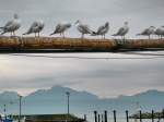 Undankbares Federvieh! Statt sich vor dem Fotografen in Stellung zu werfen, wurde gelangweilt in die Welt geguckt oder Krperpflege betrieben.
Lausanne Ouchy, den 27. Oktober 2008