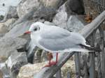 Dieser Vogel hatte gar keine Angst vor mir. Er blieb ruhig und blickte auf den Lac Le´man, sodass ich in Ruhe meine Kamera rausholen - und diese Aufnahme machen konnte.
 Vielen Dank fr die Mitarbeit...           
Montreux, (31.10.08)