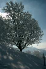 Winter 2006 im Zrcher Oberland.