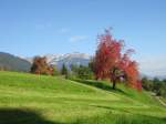 Der Pilatus im Hintergrund mit einem gefrbten Baum in der Nhe von Sarnen am 1.10.2008.