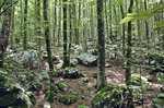 Felsenmeer im Wald am Slavica-Fluss in Slowenien. Aufnahme: 2. August 2016.