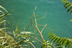 Smaragdgrünes Wasser im Bleder See (slowenisch: Blejsko jezero) in Slowenien. Aufnahme: 2. August 2016.