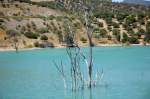 Bäume im Staudamm Embalse de Zahara. Aufnahme: Juli 2014.