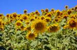 Sonneblumen in der nähe von Embalse del Guadalhorce in Andalusien. Aufnahmedatum: 15. Juli 2014.