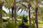 Palmen am Strand von Benalmádena an der Costa del Sol.