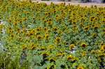 Sonnenblumenfeld bei Valle de Abdalajis. Aufnahme: Juli 2014.