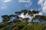 18 09.2017 Vegetation an der Küste von Canyamel / Mallorca