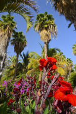 Subtropische Pflanzen und Blumen an der Avenida del Saladar in Morro Cable auf der Insel Fuerteventura - Spanien.