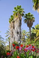 Palmen und Blumen an der Avenida del Saladar in Morro Cable auf der Insel Fuerteventura - Spanien.