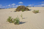 In den Dünen vom Parque Natural de Corralejo auf der Insel Fuerteventura in Spanien.
