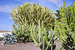 Kaktusgarten am Museo del Queso in Antigua auf der Insel Fuerteventura in Spanien.