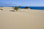 An der Küste südlich von Corralejo auf der Insel Fuerteventura in Spanien.