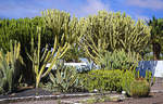 Kakteengarten an der historischen Antigua-Mühle (Molina de Antigua) auf der Insel Fuerteventura in Spanien.