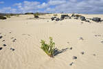 Vegetation und Vulkansteine in den Wanderdünen südlich von Corralejo auf der Insel Fuerteventura in Spanien.