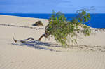 Fuerteventura, Spanien: Blick vom Parque Natural de Corralejo in östlicher Richtung.