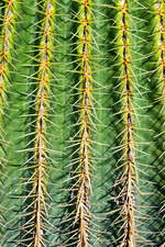 Ausschnitt von einem Kaktus in Corralejo auf der Insel Fuerteventura in Spanien. Aufnahme: 21. Oktober 2017.