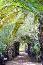 Palmenallee in Oasis Park bein La Lajita auf der Insel Fuerteventura in Spanien.