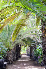 Palmenallee in Oasis Park bein La Lajita auf der Insel Fuerteventura in Spanien. Aufnahme: 15. Oktober 2017.