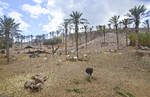 Landschaft bei Oasis Park bei La Lajita auf der Insel Fuerteventura in Spanien.