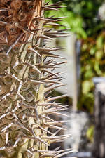 Ausschnitt von einem Kaktus in Corralejo auf der Insel Fuerteventura in Spanien.