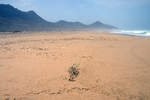 Playa Barlovento auf der Insel Fuerteventura in Spanien.