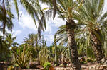 Palmenhain am Eingang zum Oasis Park auf der Insel Fuerteventura in Spanien.