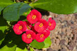 Blumen in Corralejo auf der Insel Fuerteventura in Spanien. Aufnahme: 21. Oktober 2017.