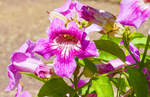 Blumen in Corralejo auf der Insel Fuerteventura in Spanien. Aufnahme: 21. Oktober 2017.