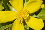 Gelbe Blume in Corralejo auf der Insel Fuerteventura in Spanien.