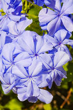 Blumen in Corralejo auf der Insel Fuerteventura in Spanien. Aufnahme: 21. Oktober 2017.