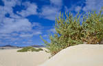 In den Wanderdünen El Falble im Parque Natural de Corralejo auf der Insel Fuerteventura in Spanien.