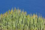 Kakteen mit dem blauen Meer im Hintergrund.