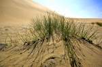 Strandgerste in den Dünen von Maspalomas auf Gran Canaria.