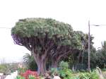 Drachenbaum auf La Palma