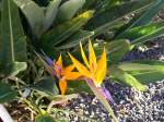 Blume auf La Palma
