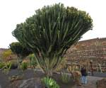 Jardín de Cactus bei Guatiza.