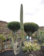 Jardín de Cactus bei Guatiza.