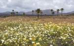 Blumen und Palmen nördlich von Yaiza - Lanzarote. Aufnahme: 2011.