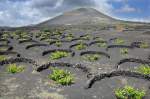 Vulkanische Weinfelder auf Lanzarote. Die einzelnen Pflanzen können nur in tieferen Löchern gedeihen, die umgeben sind mit halbrunden Steinmauern aus Lavabrocken, den sogenannten »Zocos«, die den Weinstock gegen den auf Lanzarote immer herrschenden, stark blasenden Wind schützen und das Fortwehen der Ascheschicht verhindern. Aufnahme: April 2011.