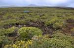 Grüne vulkanische Landschaft auf Lanzarote.