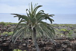 HARÍA, 02.04.2016, Palme, die aus einem Vulkankrater wächst; Teil der Kreation Jameos del Agua von César Manrique