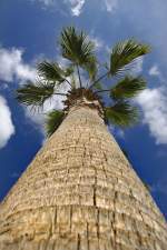 Palme (Trachycarpus fortunei) in Los Cristianos - Teneriffa.