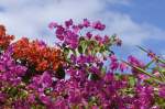 Drillingsblume (Bougainvillea glabra). Los Cristianos - Teneriffa. Aufnahme: Oktober 2009.