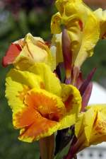 Blumen im Siam Park Teneriffa.